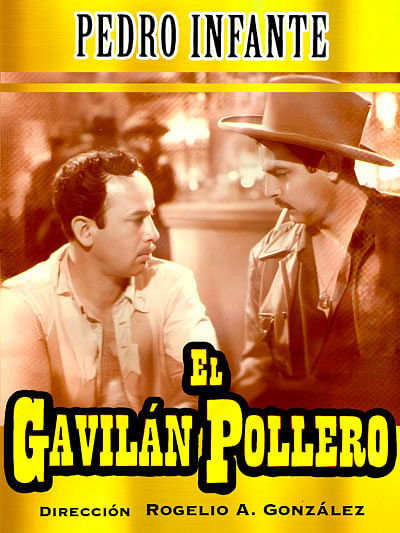 El gavilán pollero