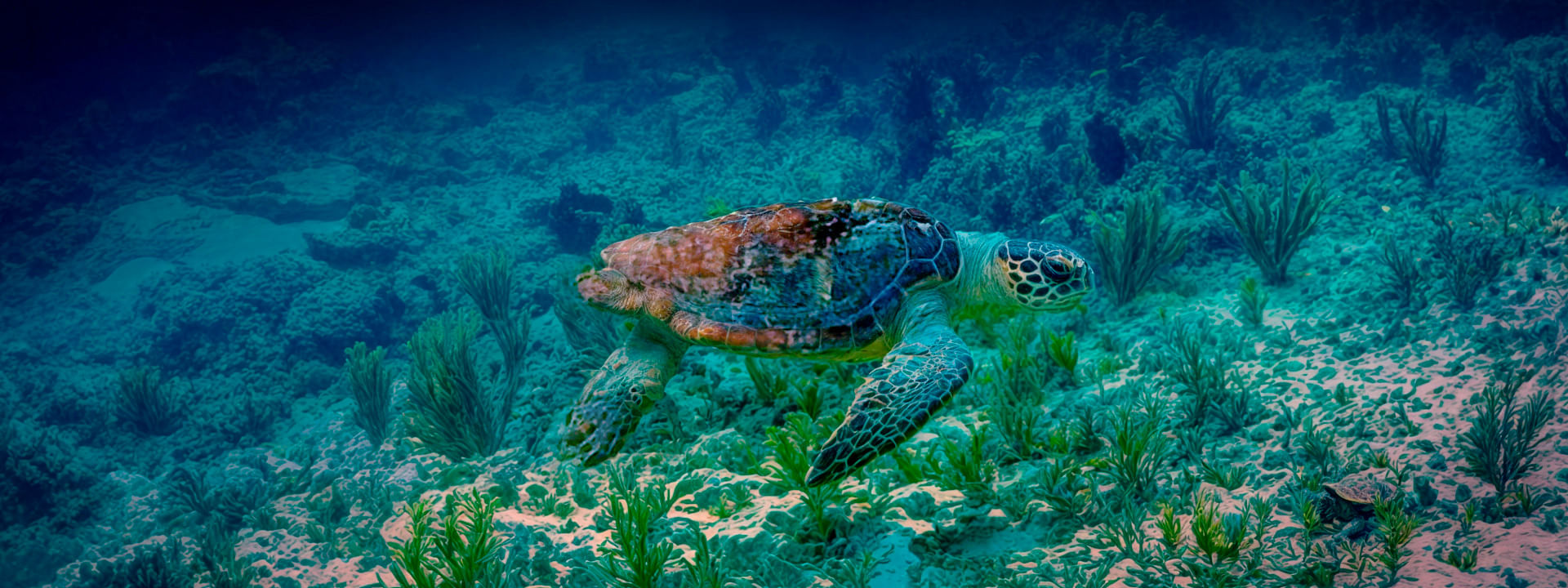 The House of the Turtle